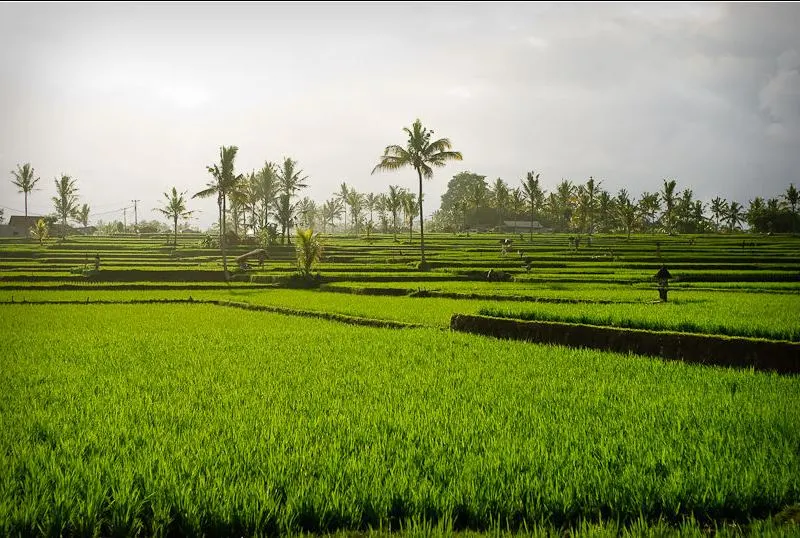 Ubud